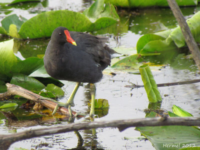 Gallinule - Common Moorhen