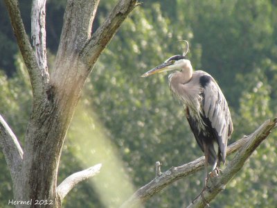 Grand Héron - Great Blue Heron