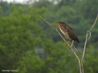 Héron vert - Green Heron