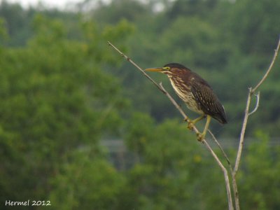 Hron vert - Green Heron