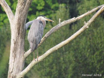 Grand Héron - Great Blue Heron