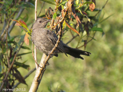 Moqueur-chat - Gray Catbird