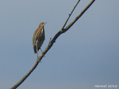 Hron vert - Green Heron