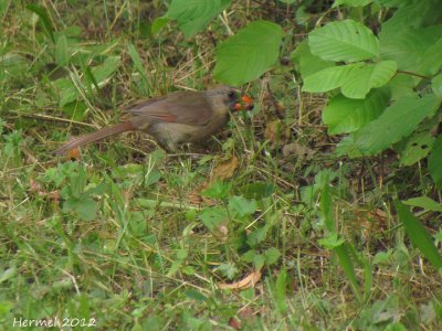 Cardinal rouge - Northern cardinal