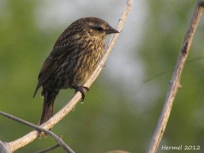 Carouge  paulettes (juv) - Red-winged Blackbird (juv)