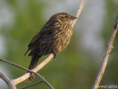 Carouge à épaulettes (juv) - Red-winged Blackbird (juv)