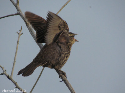 Carouge  paulettes (juv) - Red-winged Blackbird (juv)
