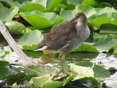 Gallinule (juv) - Common Moorhen (juv)