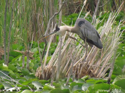 Grand Héron - Great Blue Heron