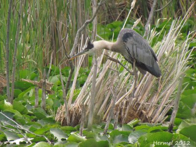 Grand Hron - Great Blue Heron