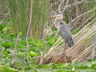 Grand Hron - Great Blue Heron