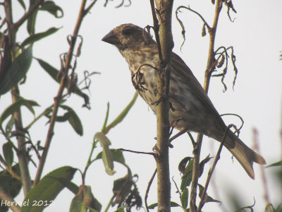 Roselin pourpr - Purple Finch