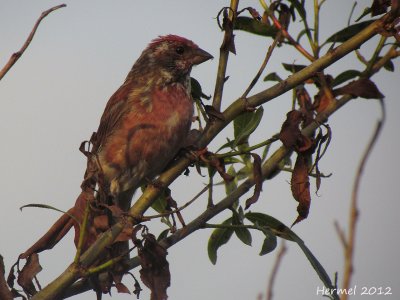 Roselin pourpr - Purple Finch