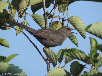 Moqueur-chat (juv) - Gray Catbird (juv)