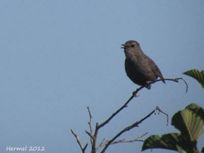 Moqueur-chat (juv) - Gray Catbird (juv)