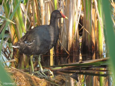 Gallinule - Common Moorhen