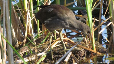 Gallinule (juv) - Common Moorhen (juv)