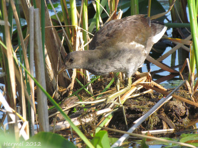 Gallinule (juv) - Common Moorhen (juv)