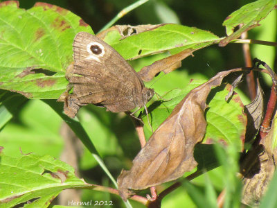 Papillon ocell - Common Buckeye