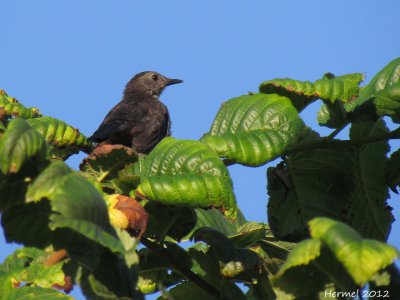 Moqueur-chat - Gray Catbird