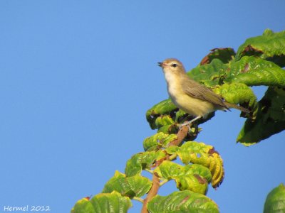 Viro mlodieux - Warbling Vireo