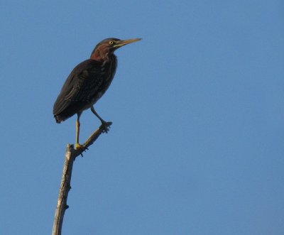 Hron vert - Green Heron