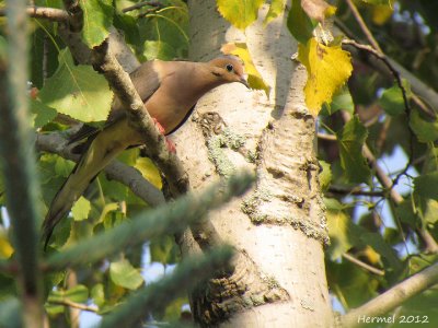 Tourterelle triste - Mourning Dove