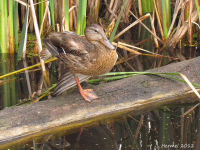 Canard Colvert - Mallard