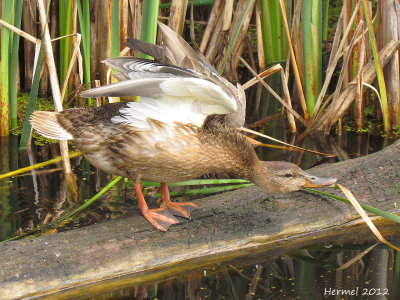 Canard Colvert - Mallard