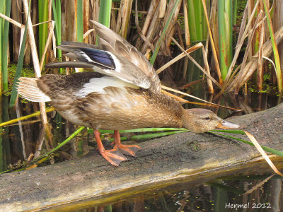 Canard Colvert - Mallard