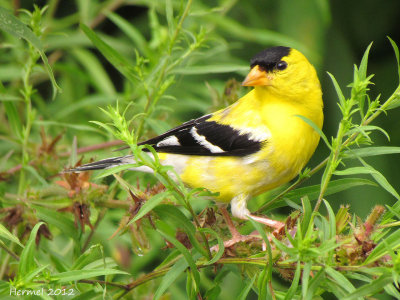 Chardonneret jaune - American Goldfinch