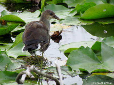 Gallinule (juv) - Common Moorhen (juv)