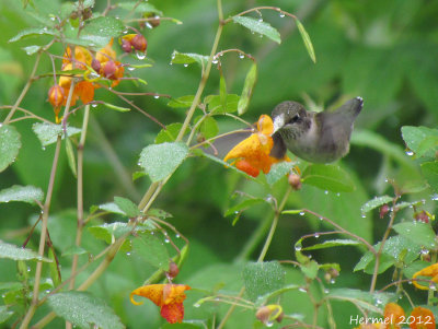 Colibri dans Impatiente du cap - Hummingbird in Jewelweed