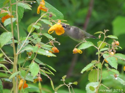 Colibri dans Impatiente du cap - Hummingbird in Jewelweed