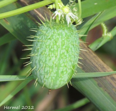 Concombre sauvage - Wild cucumber 