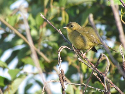 Paruline masque - Common Yellowthroat