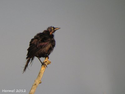 Quiscale en mue - Molting Common Grackle