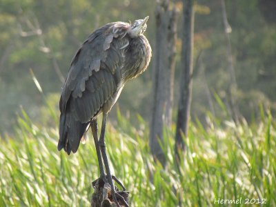 Grand Hron - Great Blue Heron