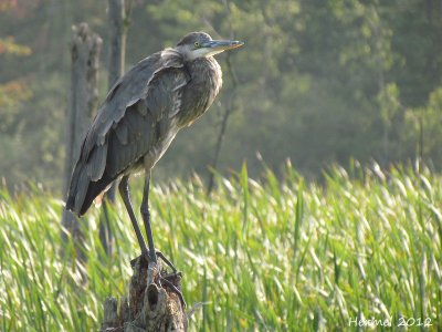 Grand Hron - Great Blue Heron