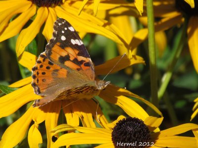 Belle dame - Painted Lady