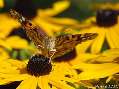 Belle dame - Painted Lady