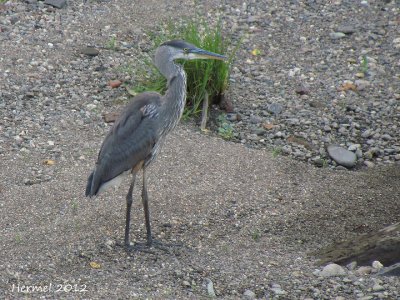 Grand Héron - Great Blue Heron