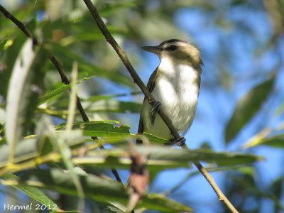 Vireo aux yeux rouges - Red-eyed Vireo