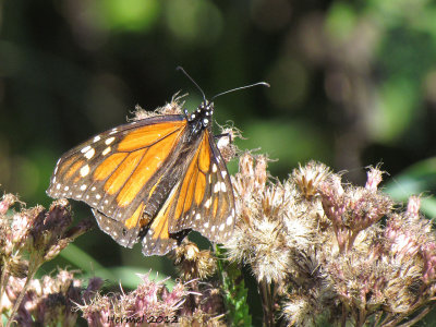 Monarque - Monarch