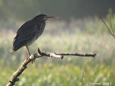 Hron vert - Green Heron