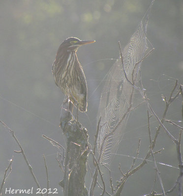 Hron vert - Green Heron