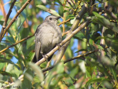 Moqueur-chat - Gray Catbird