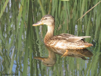 Canard Colvert - Mallard