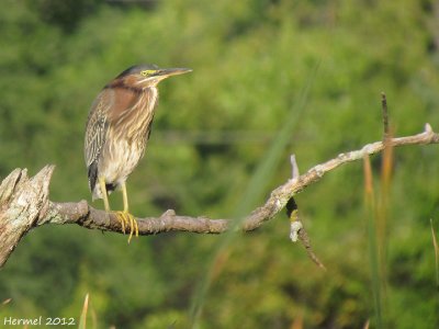 Hron vert - Green Heron