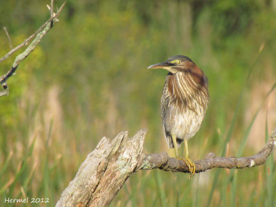 Hron vert - Green Heron